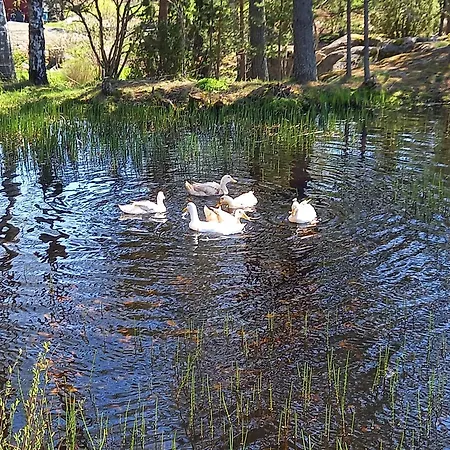 Sommaroe *