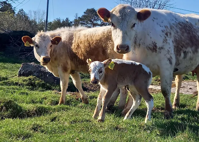 Sommaroe 度假居 *