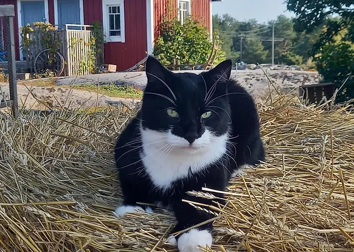 Casa vacanze Sommaroe Föglö